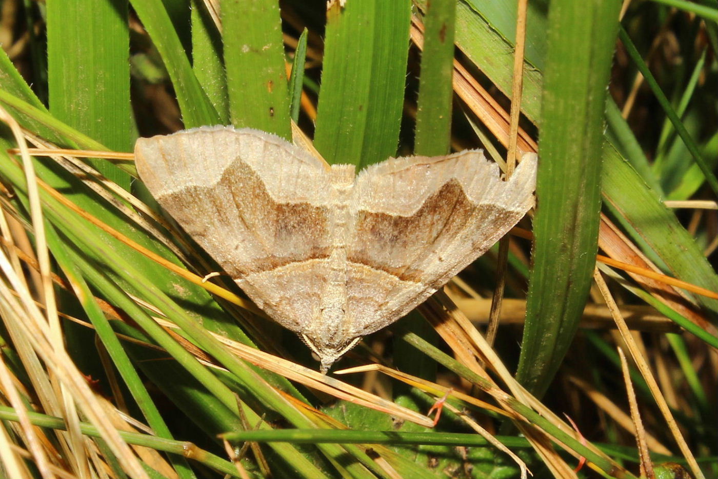 Farfalla da determinare 9 - Scotopteryx sp.